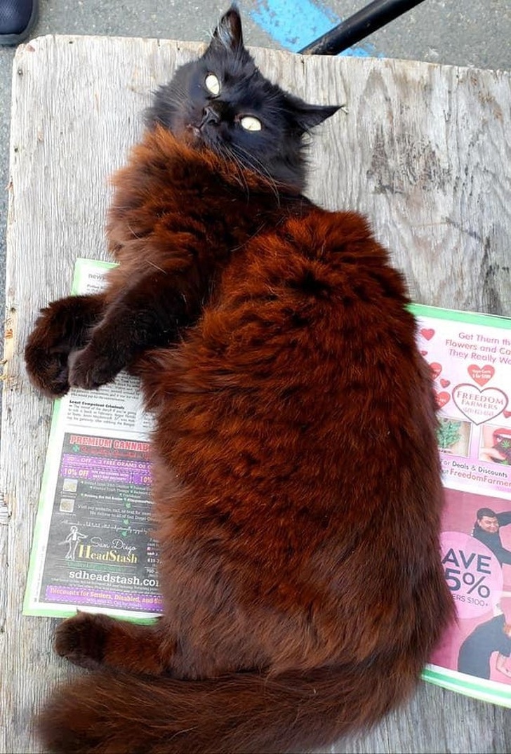 22 фотографии од животни со необичен изглед што ќе ве шармираат