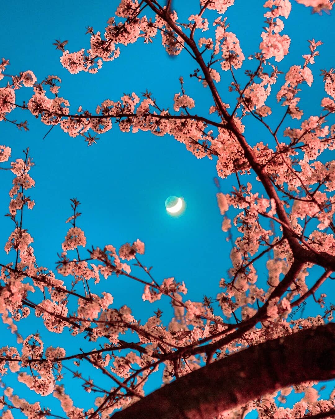 26 фотографии што покажуваат како изгледа пролетта низ целиот свет