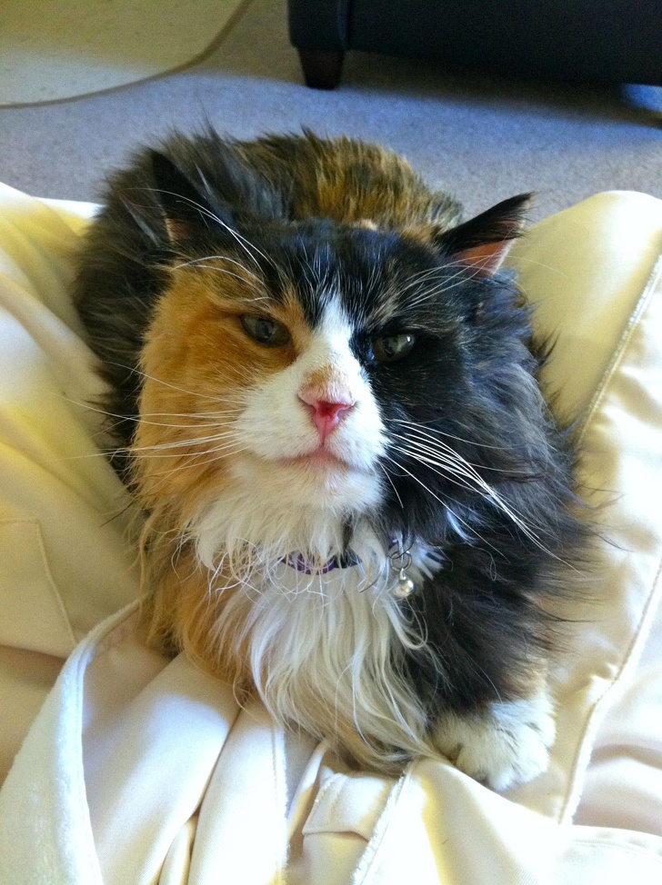 22 фотографии од животни со необичен изглед што ќе ве шармираат