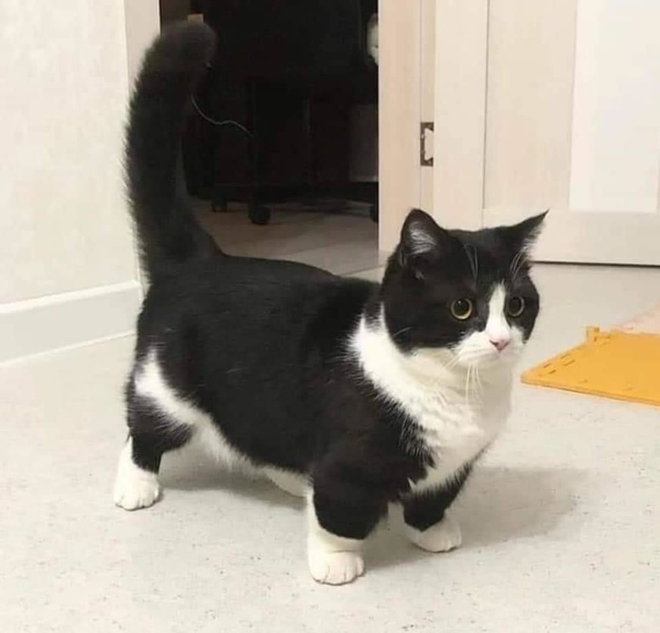 22 фотографии од животни со необичен изглед што ќе ве шармираат