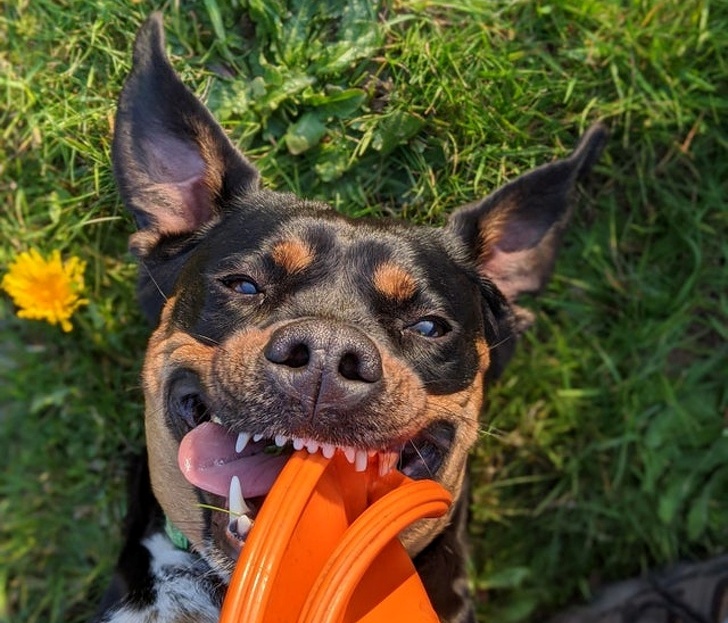 25 фотографии од миленичиња што ќе ви го стопат срцето