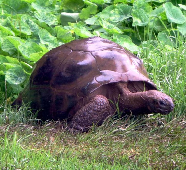Запознајте го Џонатан: Оваа желка е толку стара што има живеено во 3 века