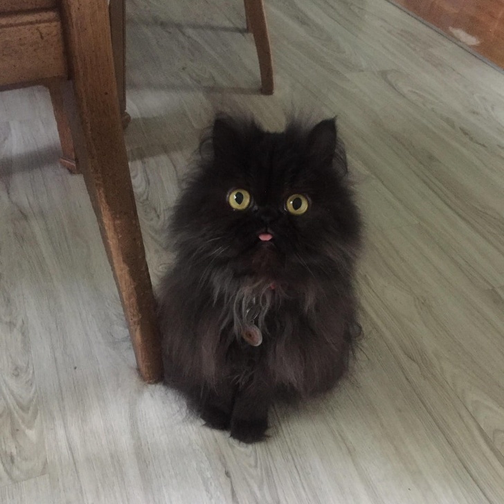 22 фотографии од животни со необичен изглед што ќе ве шармираат