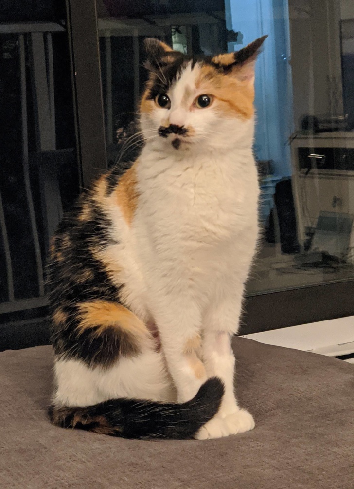 22 фотографии од животни со необичен изглед што ќе ве шармираат