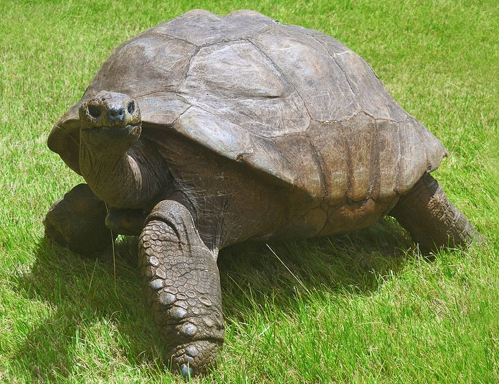 Запознајте го Џонатан: Оваа желка е толку стара што има живеено во 3 века