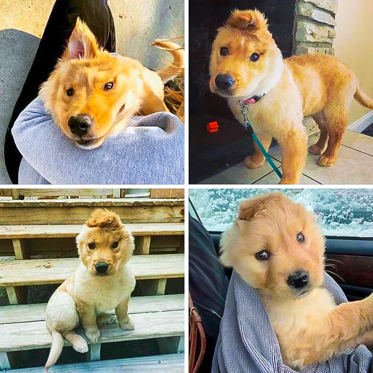 22 фотографии од животни со необичен изглед што ќе ве шармираат