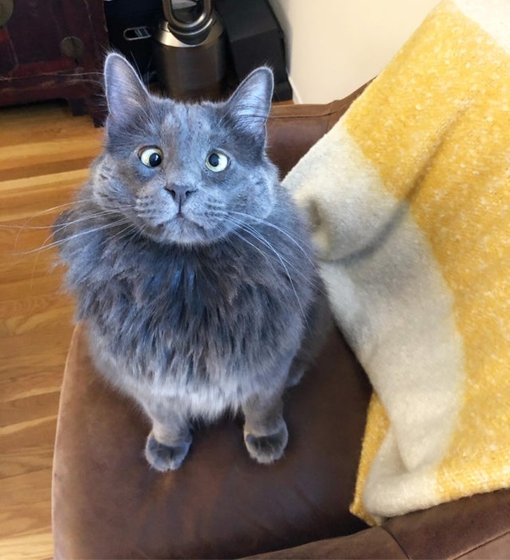 22 фотографии од животни со необичен изглед што ќе ве шармираат