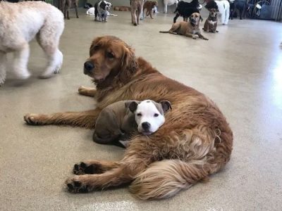 Мало куче бара кучиња со меко крзно за да може да спие на нив