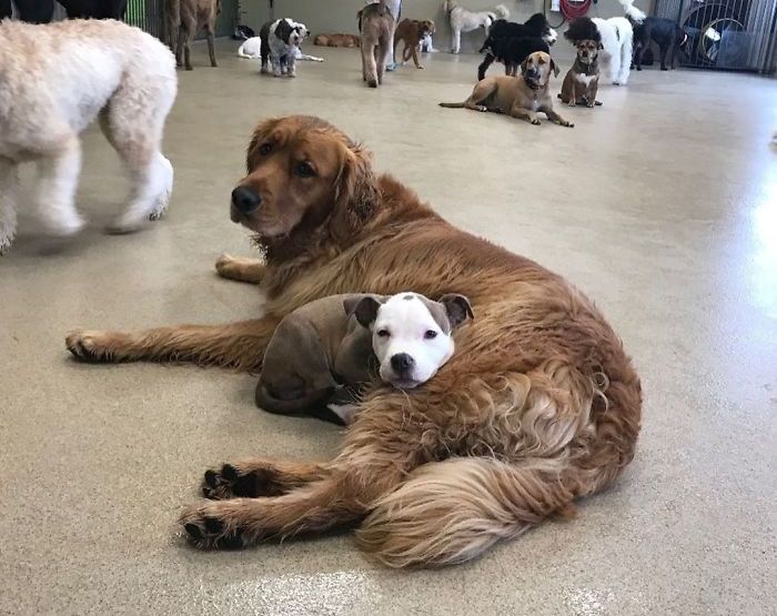 Мало куче бара кучиња со меко крзно за да може да спие на нив