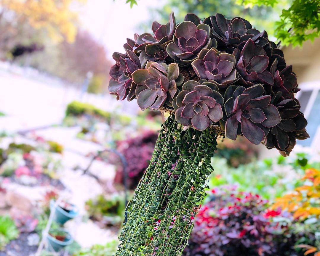 Украсете го домот со овие необични растенија во форма на медузи