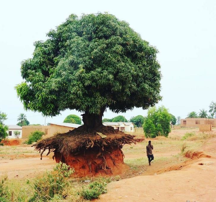 20 дрвја чија желба за живот е толку силна што можат да преживеат сè и сешто