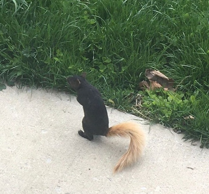 22 фотографии од животни што се доказ дека креативноста на природата не познава граници
