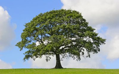 Дрвја што треба да ги засадите во дворот: 7 моќни стебла што ги штитат домот и семејствoто