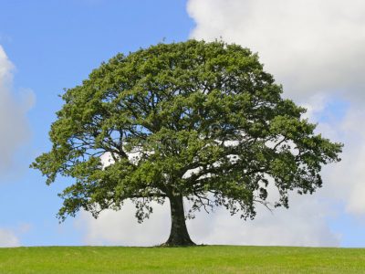 Дрвја што треба да ги засадите во дворот: 7 моќни стебла што ги штитат домот и семејствoто