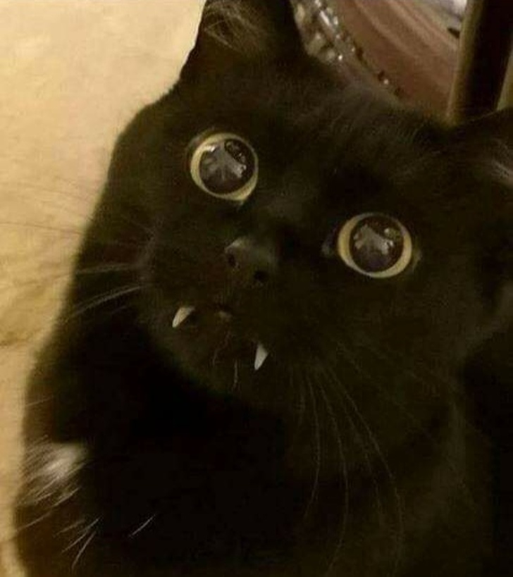 22 фотографии од животни што се доказ дека креативноста на природата не познава граници