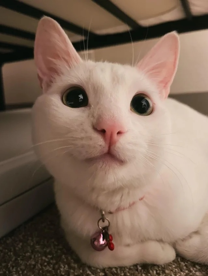 На овие животни не им треба многу за да бидат среќни и тие се пример кој треба да го следиме