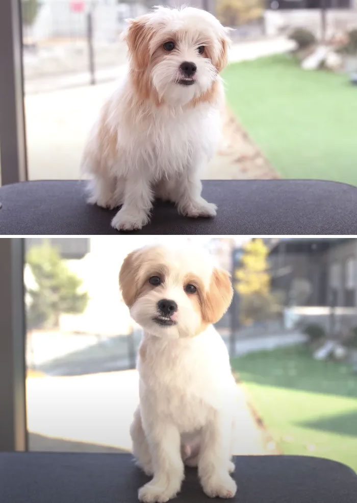 31 фотографија од кучиња што изгледаат непрепознатливо откако биле на фризер