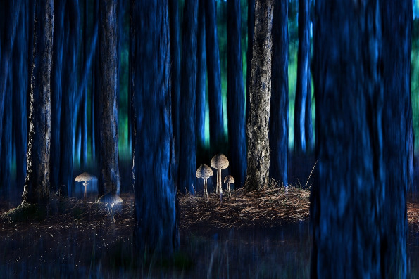 Најдобрите фотографии од натпреварот за светска фотографија на природата „Бигпикчр”