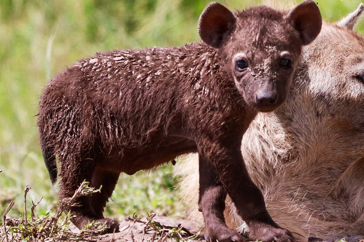 Тест: Дали можете да погодите кои диви животни се овие 15 бебиња?