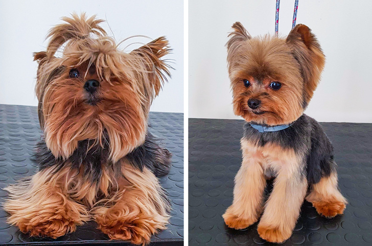 17 фотографии што покажуваат колку се менува изгледот на домашните миленици откако ќе ги однесете на фризер