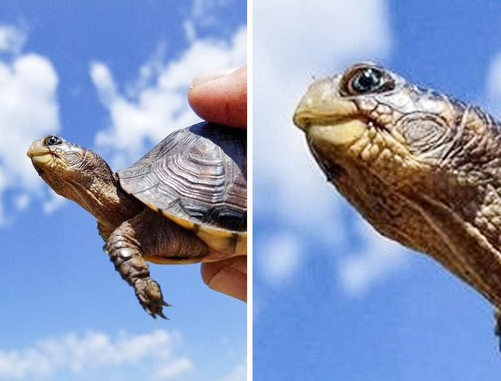 22 фотографии од животни што се доказ дека креативноста на природата не познава граници