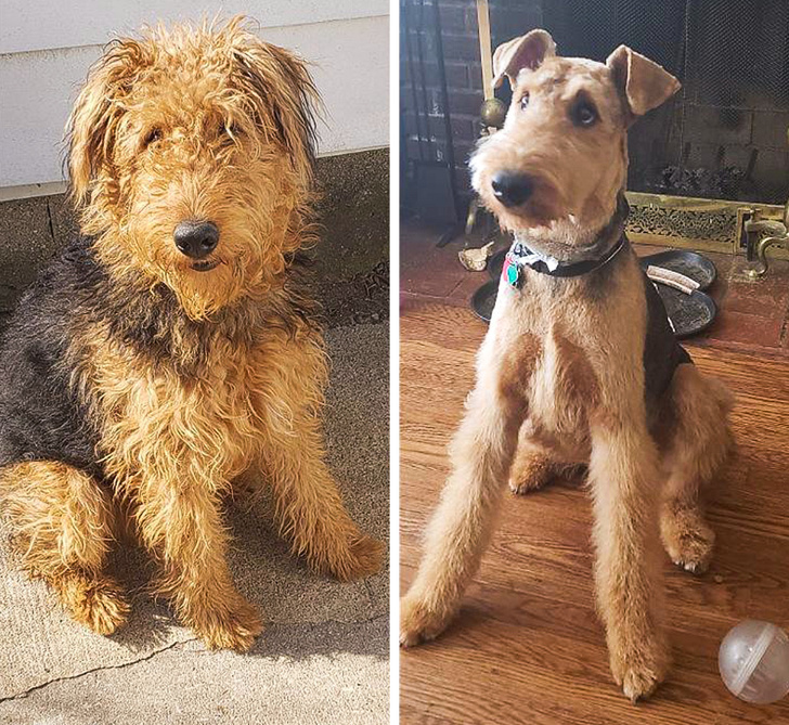 17 фотографии што покажуваат колку се менува изгледот на домашните миленици откако ќе ги однесете на фризер