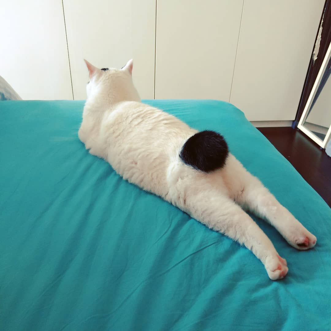 22 фотографии од животни што се доказ дека креативноста на природата не познава граници