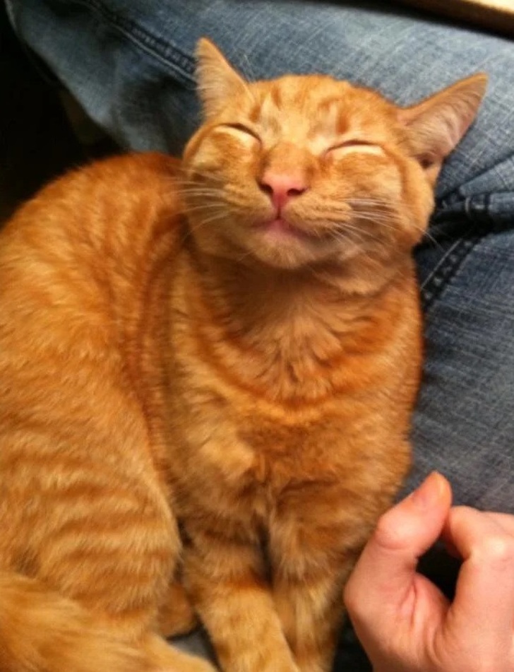 На овие животни не им треба многу за да бидат среќни и тие се пример кој треба да го следиме