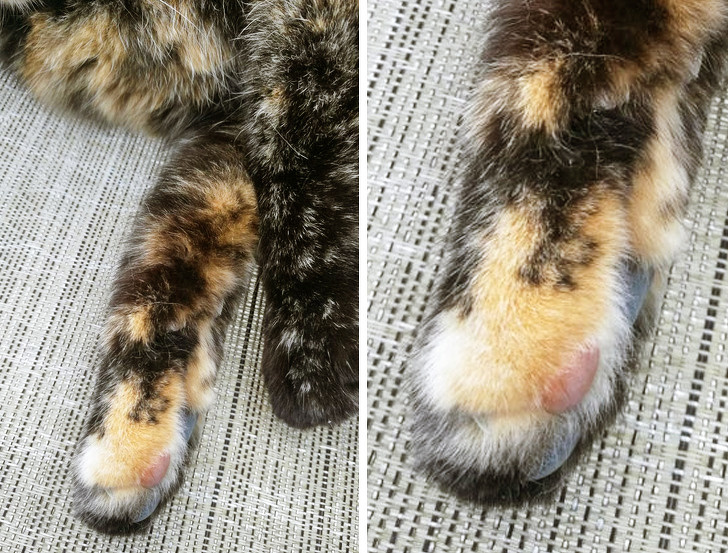 22 фотографии од животни што се доказ дека креативноста на природата не познава граници