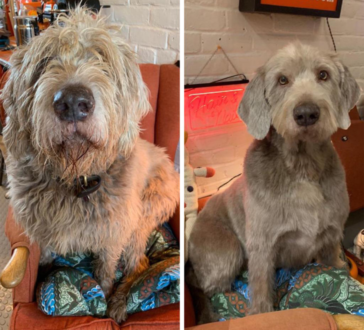 17 фотографии што покажуваат колку се менува изгледот на домашните миленици откако ќе ги однесете на фризер