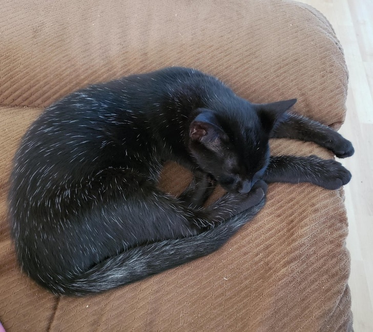 22 фотографии од животни што се доказ дека креативноста на природата не познава граници