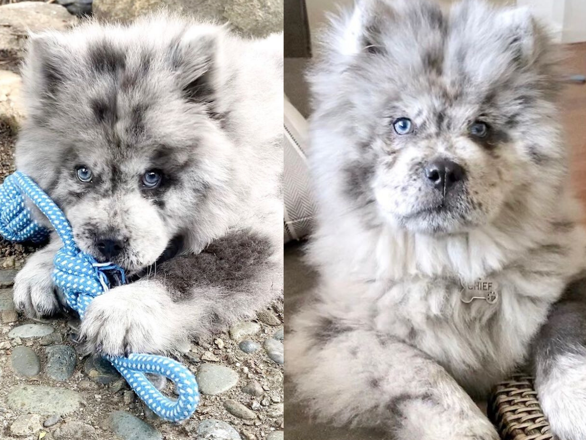 Ова симпатично и меко кученце го нарекуваат орео облаче, а неговиот изглед открива зошто