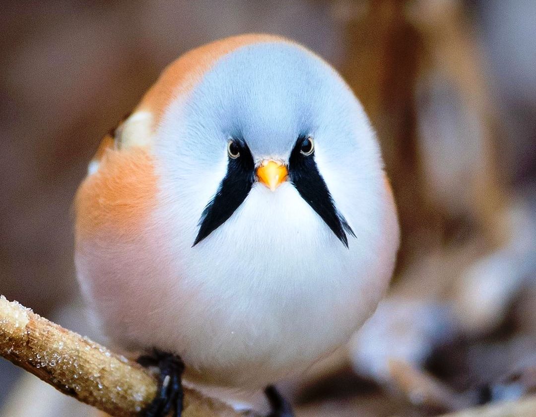 15 уникатни птици што ќе ве зашеметат со својата убавина