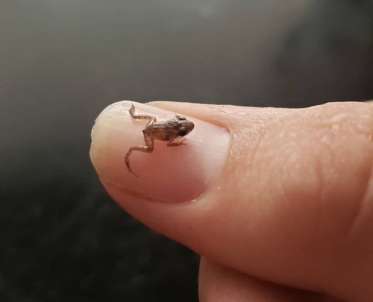 22 фотографии од животни што се доказ дека креативноста на природата не познава граници