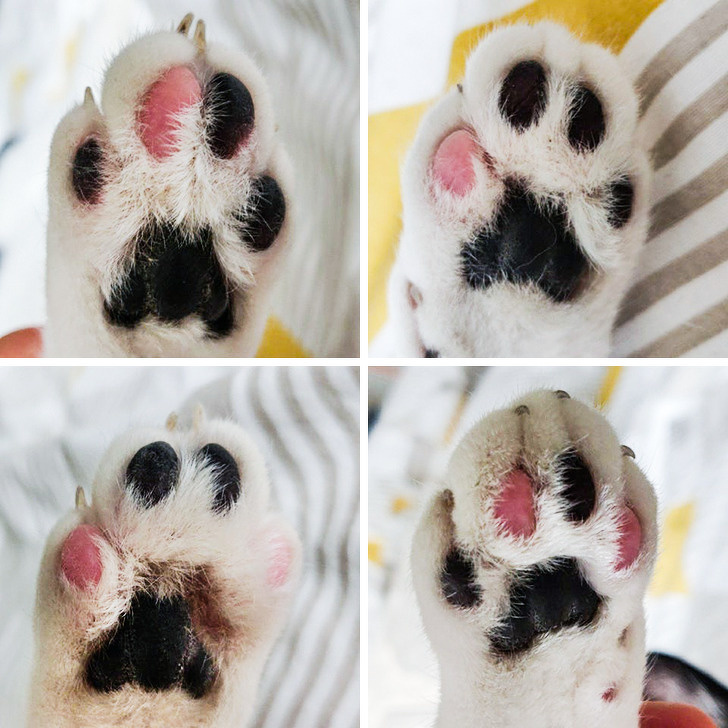 22 фотографии од животни што се доказ дека креативноста на природата не познава граници