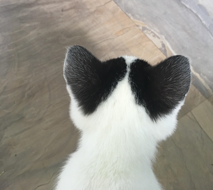 22 фотографии од животни што се доказ дека креативноста на природата не познава граници