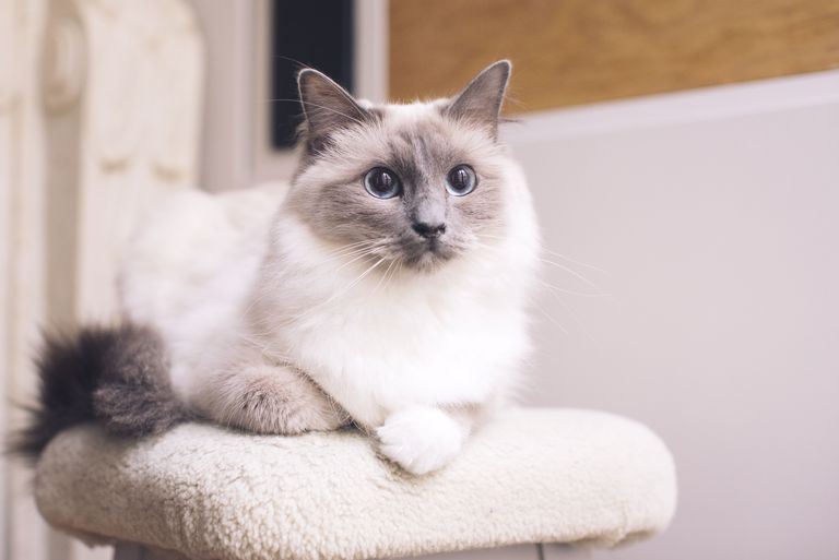 5 раси на мачки кои можат да помогнат во борбата против депресијата