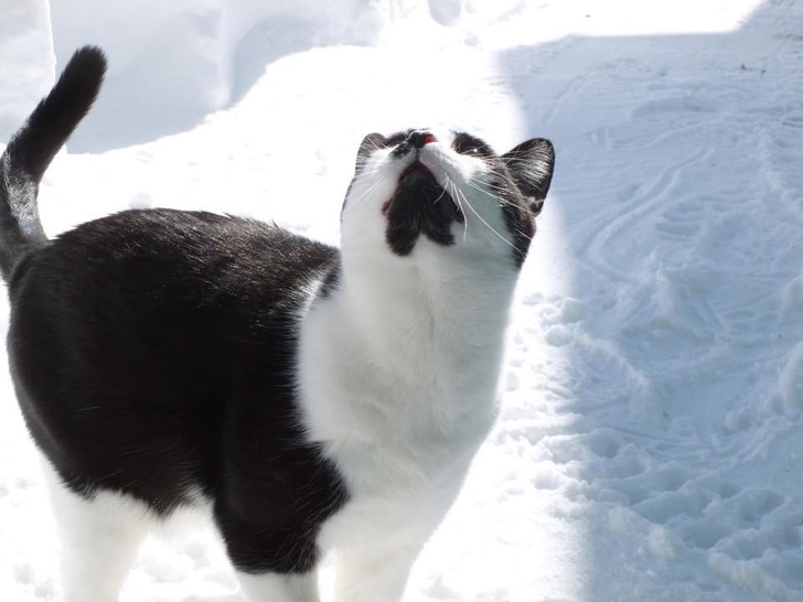 22 фотографии од животни што се доказ дека креативноста на природата не познава граници