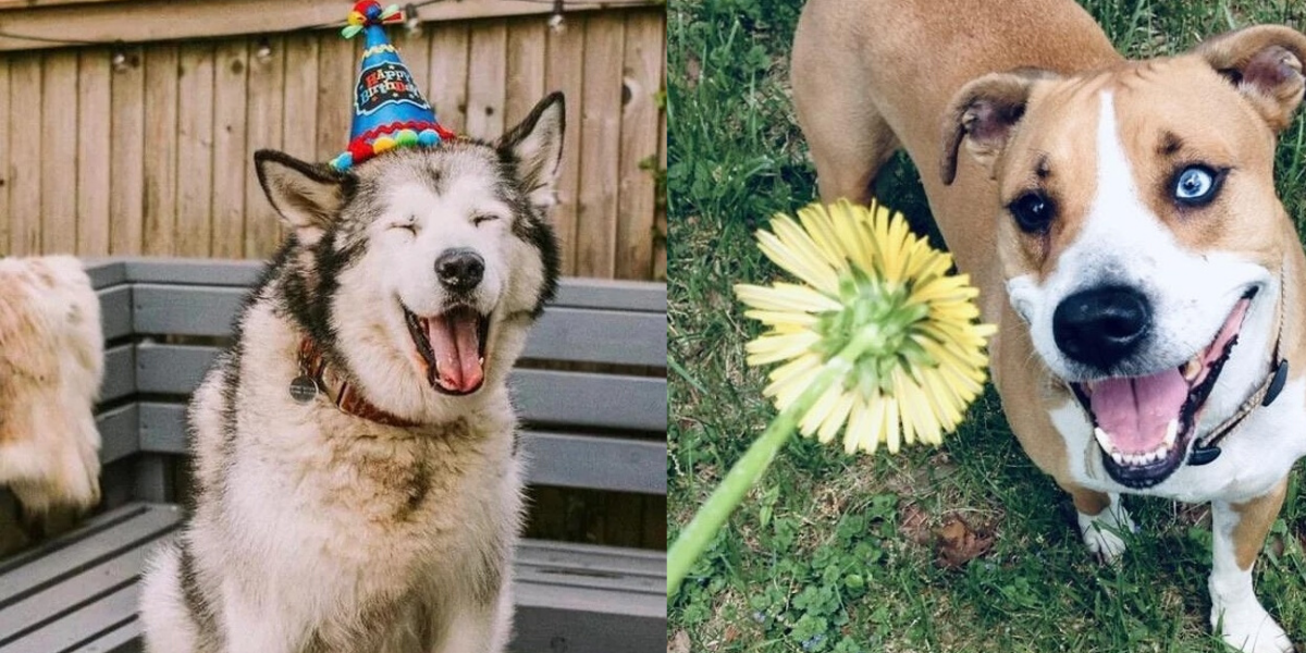 На овие животни не им треба многу за да бидат среќни и тие се пример кој треба да го следиме