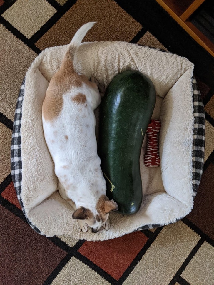 22 фотографии од животни што се доказ дека креативноста на природата не познава граници