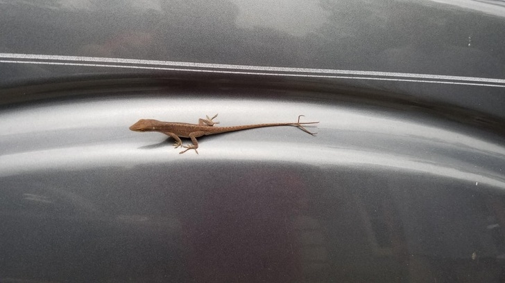 22 фотографии од животни што се доказ дека креативноста на природата не познава граници