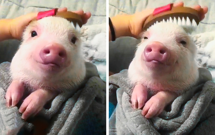 На овие животни не им треба многу за да бидат среќни и тие се пример кој треба да го следиме