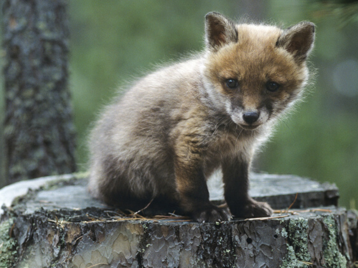 Тест: Дали можете да погодите кои диви животни се овие 15 бебиња?