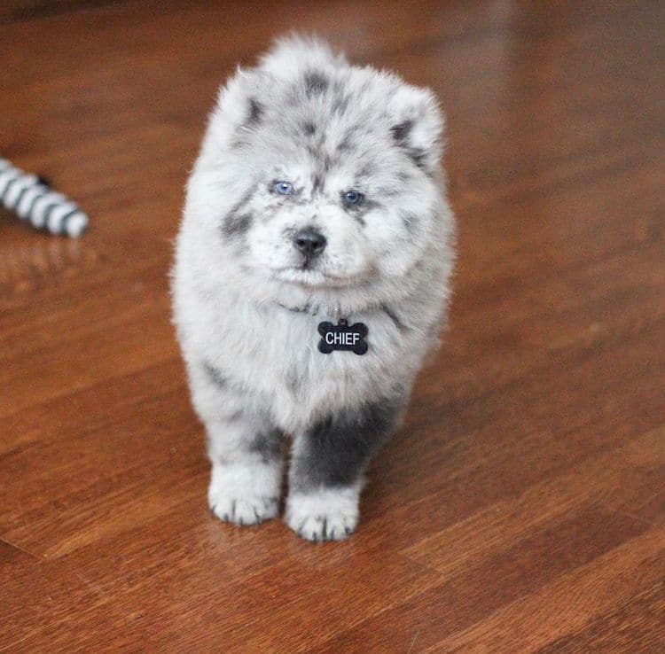 Ова симпатично и меко кученце го нарекуваат орео облаче, а неговиот изглед открива зошто