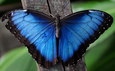 Зошто сините животни се многу ретки?