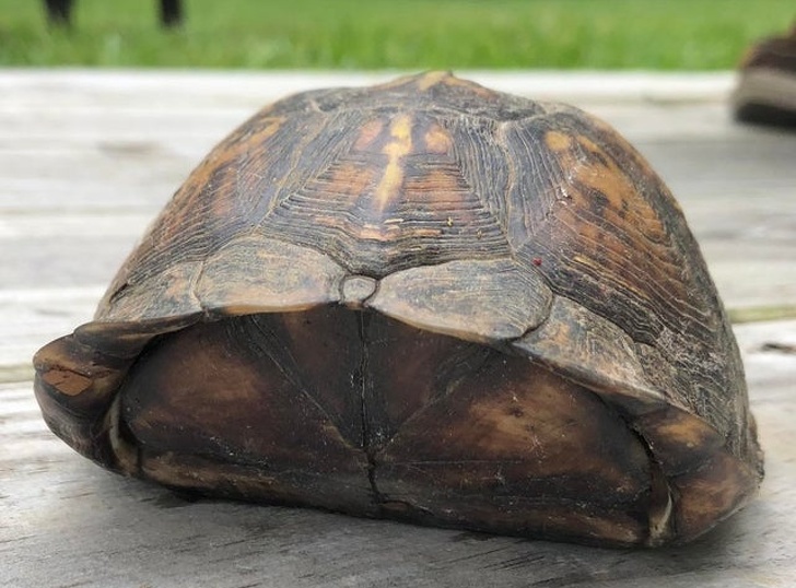 22 фотографии од животни што се доказ дека креативноста на природата не познава граници
