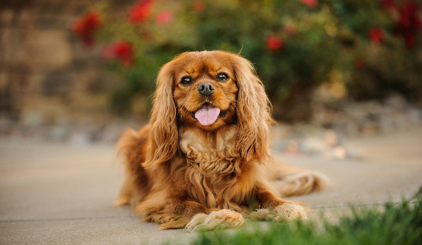 5 раси на кучиња кои можат да помогнат во борбата против депресија
