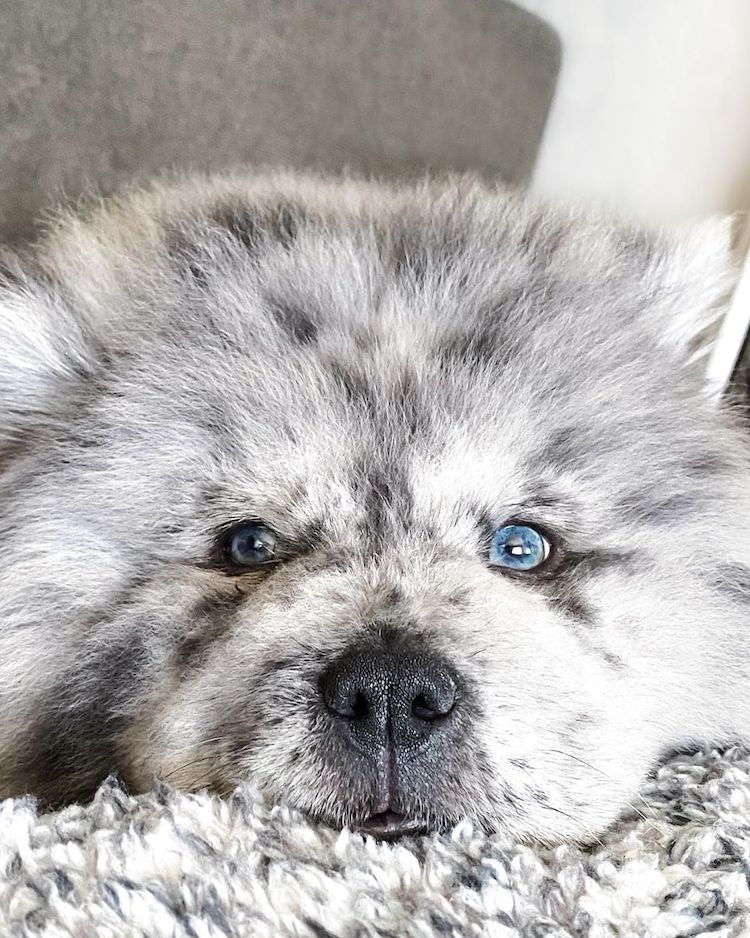 Ова симпатично и меко кученце го нарекуваат орео облаче, а неговиот изглед открива зошто