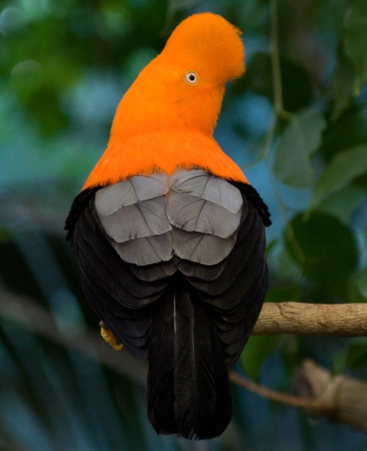 15 уникатни птици што ќе ве зашеметат со својата убавина