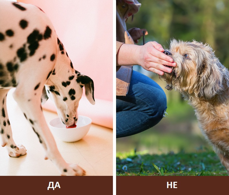 8 работи што треба да ги знаат сите сопственици на кучиња